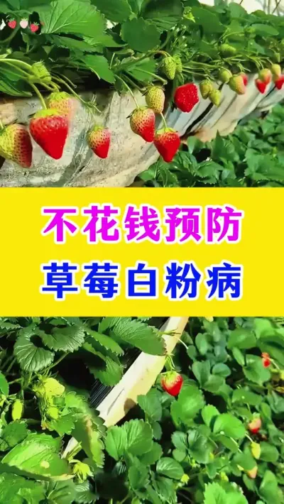 不花钱预防草莓白粉病#草莓种植 #种植小技巧 #农业种植技术 #种植技术 @抖加🔥上热门🔥dou+🔥热点宝