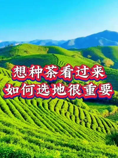 #茶园管理 #茶树种植 #抖音助农扶农 #茶园选地很重要