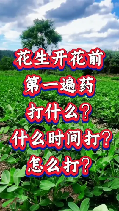 花生开花前第一遍药什么时间打？打什么？才可以让花生亩产过千斤呢？#花生种植 #花生高产 #种花生 #花生种植管理技术 #花生高产种植