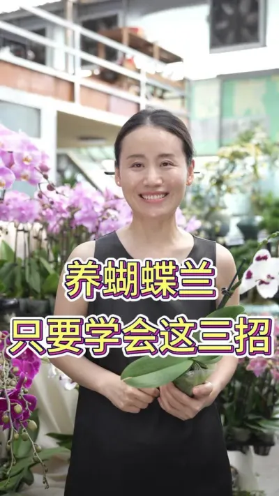 养蝴蝶兰只要学会这三招#蝴蝶兰养护 #蝴蝶兰基地 #养花人的乐趣 #养花小知识 #花卉绿植