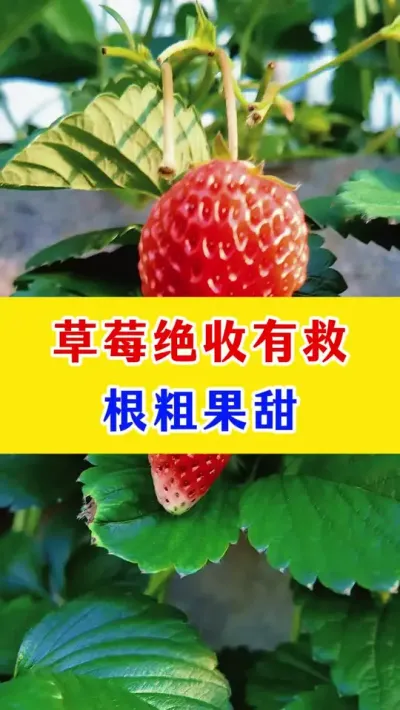 草莓绝收有救，根粗果甜#草莓种植 #种植小技巧 #农业种植技术 #三农种植