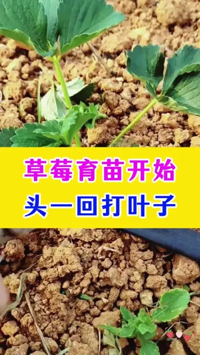 草莓育苗开始了，头一回打叶子#草莓种植 #种植小技巧 #农业种植技术 #种植技术 @DOU+小助手
