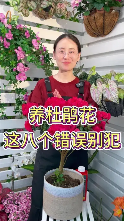 养杜鹃花这八个错误别犯#杜鹃花 #杜娟花开 #养花小知识 #养花人的乐趣 #花卉绿植