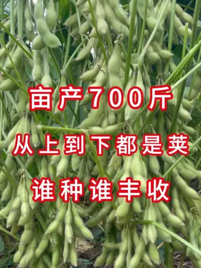 黄淮海王炸品种 ，三粒四粒密荚王，大粒好卖粮 #三农流量扶持计划 #大豆种植 #产量特别高 #农业种植 #抖音助农