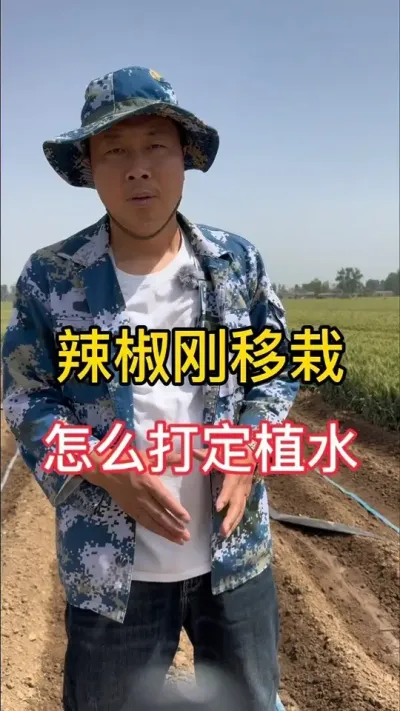 定植水怎么打才好#增产增收小配方 #三农流量扶持计划 #辣椒种植技术