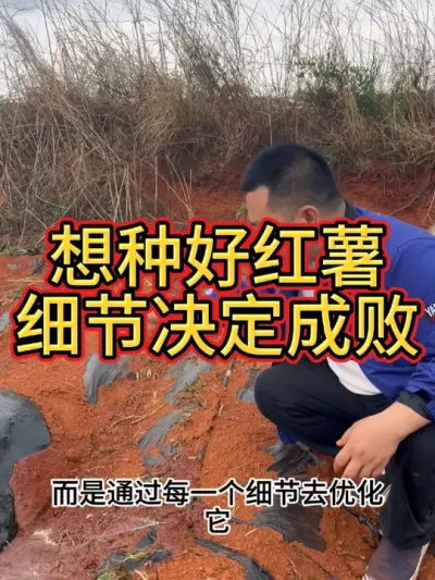 种红薯不但要有好的技术方案，还要有无微不至的细节管理#农业种植 #红薯种植 #红薯种植技术 #农业技术推广 #抖音新农人