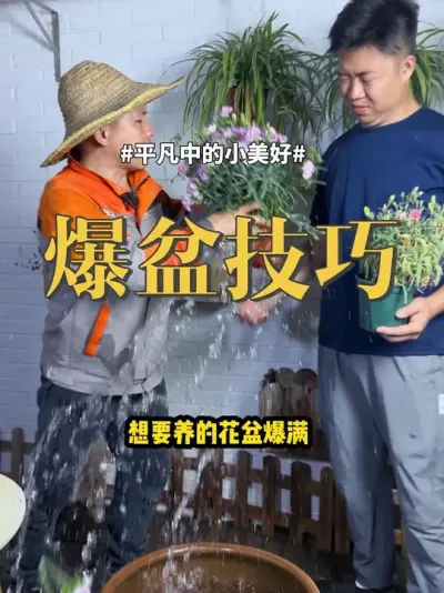 爆盆技巧 #养花 #绿植 #盆栽 植物养得茂密的技巧，你就改造像我这样做