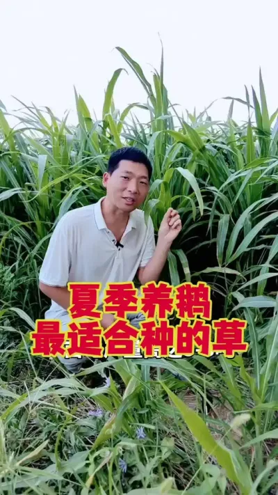 夏季养鹅，最适合种的草，墨西哥玉米草。#养鹅 #鹅苗 #狮头鹅 #养鹅技术 #养鹅人