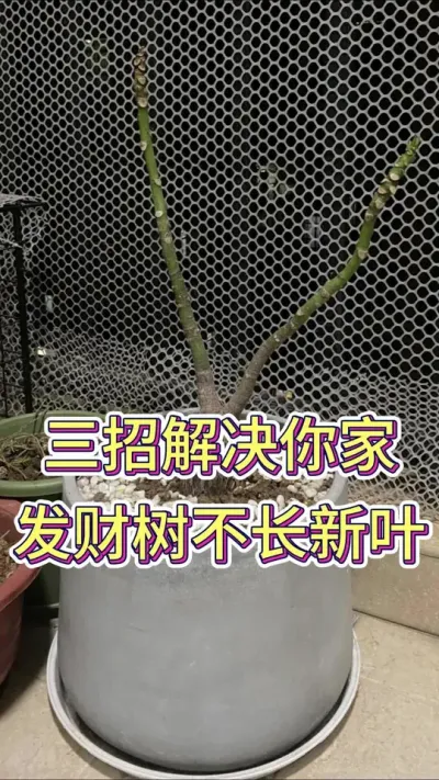 三招解决你家的发财树不长新叶#养花小知识 #养花人的乐趣 #花卉绿植 #发财树养护 #发财树开花