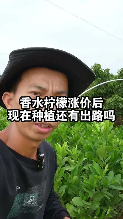 广东香水柠檬涨价了，收购价6元1斤，现在种植还有出路吗？ #香水柠檬 #果苗供应 #广东香水柠檬