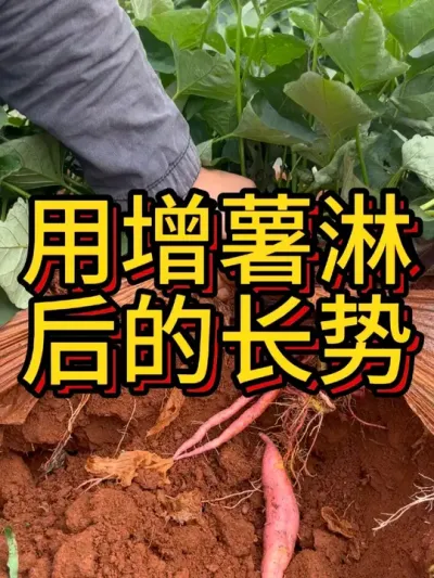 这就是早些天用增薯淋的#农业种植 #红薯种植 #红薯种植技术 #节点施肥 #增薯淋