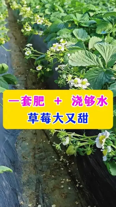 一套肥 + 浇够水，草莓大又甜#草莓管理 #草莓种植 #农业技术 #种植小技巧 