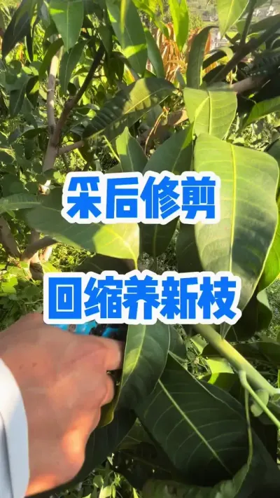 金煌芒采后修剪，培养新枝 #芒果修剪 #农业种植技术