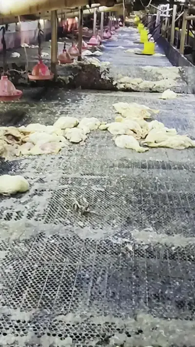 高温天气，注意防暑#肉鸭养殖 #养鸭人