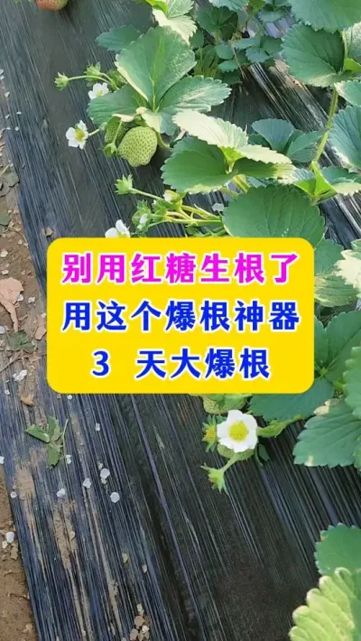 别用红糖生根了，用这个爆根神器，3天大爆根#三农 #农业技术推广 #农业技术 #种植小技巧 