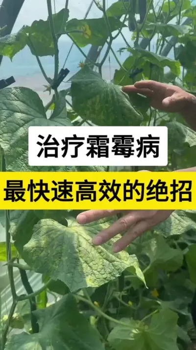 治疗霜霉病，最快速高效的绝招 #黄瓜种植技术 #黄瓜高产种植 #黄瓜种植技巧 #黄瓜霜霉病 #服务三农支持三农