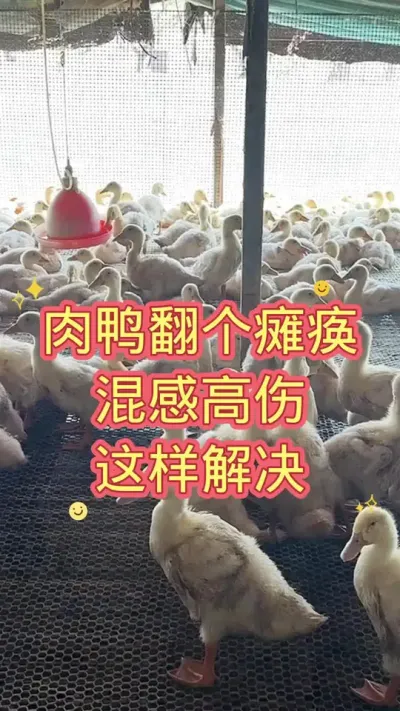 肉鸭翻个瘫痪，混感高伤，这样解决  #肉鸭养殖 #养殖技术 #鸭子 #养鸭技术 #科学养鸭