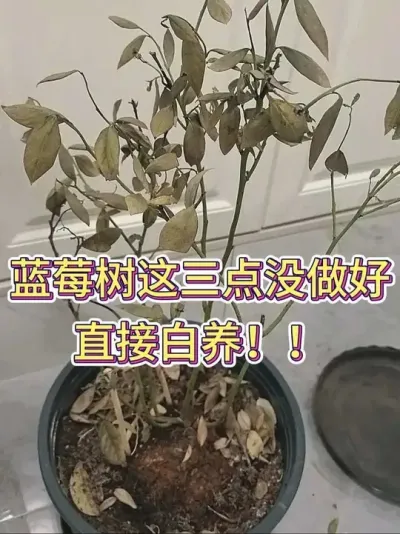 蓝莓树这三点没做好，直接白养！#蓝莓种植 #蓝莓 #养花小知识 #花卉绿植 #养花人的乐趣