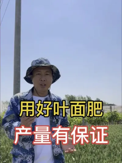 辣椒管理怎么选叶面肥#辣椒 #辣椒高产