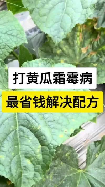 打黄瓜霜霉病，最省钱解决配方 #黄瓜种植 #黄瓜高产种植技术 #黄瓜高产种植技巧 #黄瓜霜霉病 #抖音助农