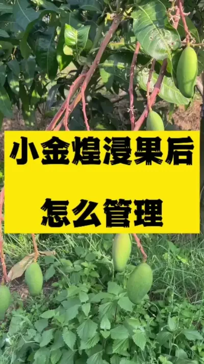 金煌浸果后该怎么管理？ #种植小技巧 #果树种植 #拉长膨大靓果技术