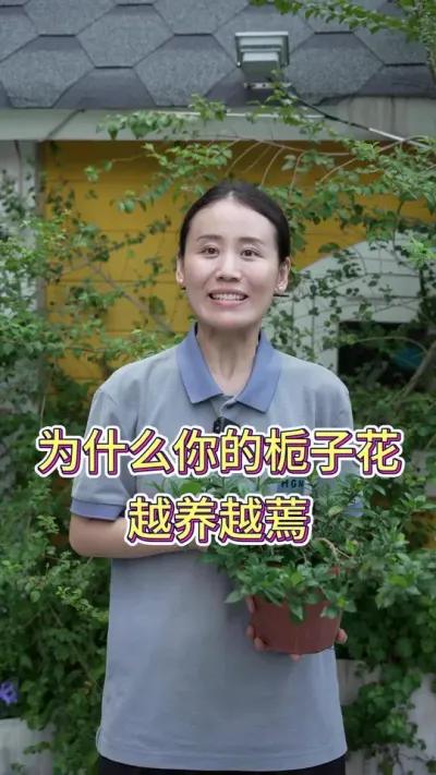 为什么你的栀子花越养越蔫？#栀子花浇水 #栀子花 #养花小知识 #养花人的乐趣 #花卉绿植