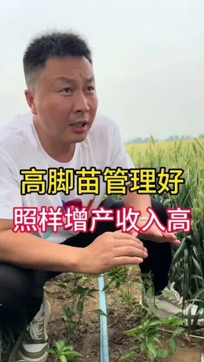 辣椒高脚苗照样产出好辣椒#增产增收小配方 #三农流量扶持计划 #辣椒种植技术