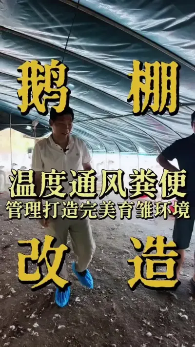 鹅棚这样改造，成活率98%！#养鹅人 #养鹅 #鹅苗 #狮头鹅 #养鹅技术