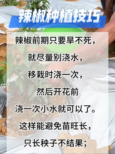 辣椒种植技术#辣椒种植技术 #分享农业知识帮农产增收 #辣椒高产