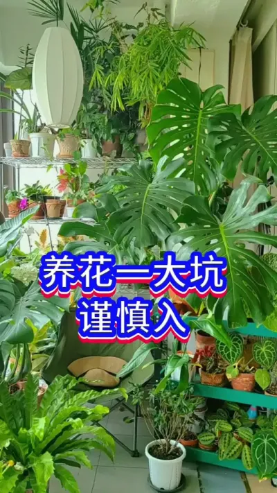 家庭养花小知识#分享家庭养花知识 #养花小知识 #花卉绿植 #英子园艺