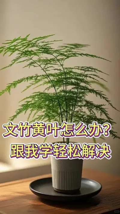 文竹黄叶怎么办，跟我学轻松解决#文竹 #文竹黄叶 #养花小知识 #养花人的乐趣 #花卉绿植盆栽