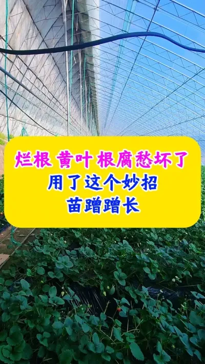 烂根黄叶根腐愁坏了，用了这个妙招苗蹭蹭长#农业种植 #三农 #农业技术推广 #种植小技巧 @DOU+小助手
