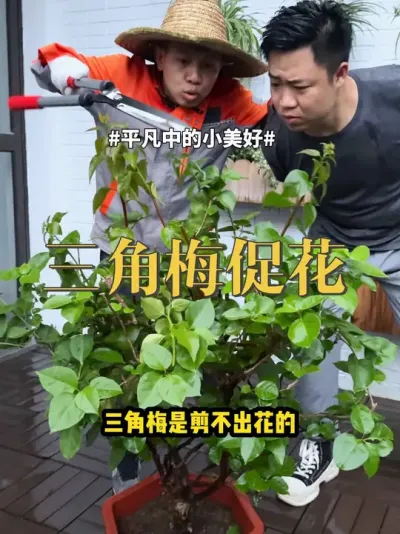 三角梅促花 #三角梅 #养花 #绿植 三角梅开花的关键不是剪，而是转化为花芽分化期