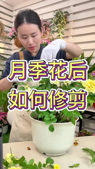 月季花后如何修剪？#月季养护 #月季修剪养护 #养花小知识 #养花人的乐趣 #花卉绿植