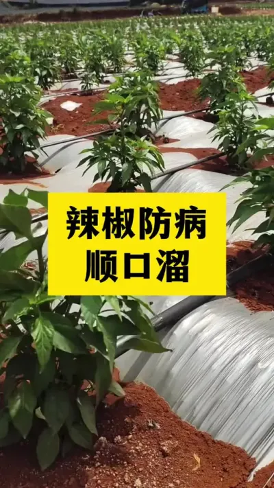 辣椒防病顺口溜 #病害防治 #三农种植 #农业种植技术
