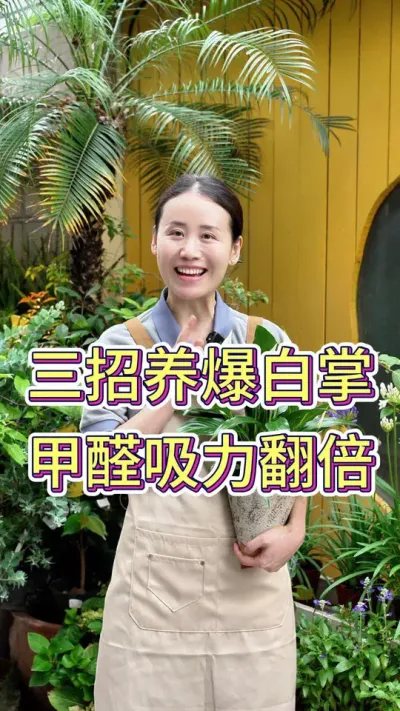三招养爆白掌，甲醛吸力翻倍#白掌养护知识 #白掌养护 #养花小知识 #养花人的乐趣 #花卉绿植