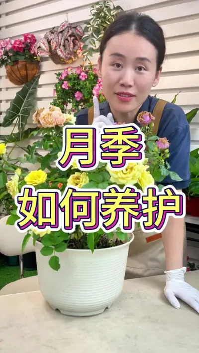 月季如何养护？#月季 #月季养护 #花卉绿植 #养花人的乐趣 #养花小知识
