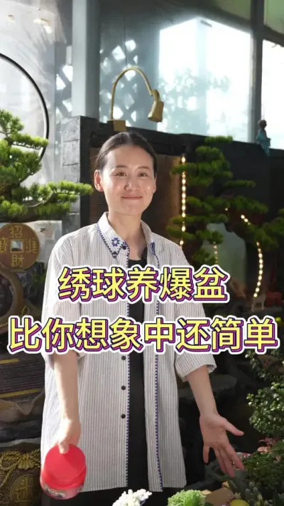 绣球养爆盆，比你想象中还要简单#绣球花 #绣球花的快乐 #养花小知识 #养花人的乐趣 #花卉绿植