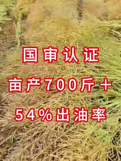 抗寒抗裂+机收无忧，亩产700多斤一代原种 #高产油菜种子 #油菜种植技术 #农业致富项目 #种子测评 #油菜种植