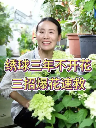绣球三年不开花，三招爆花速救#绣球 #绣球花的快乐 #花卉绿植 #养花人的乐趣 #养花小知识
