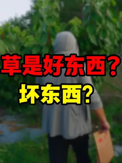 草是好东西还是坏东西 #车厘子大樱桃 #车厘子树苗#我的乡村生活 #乡村振兴dou行动