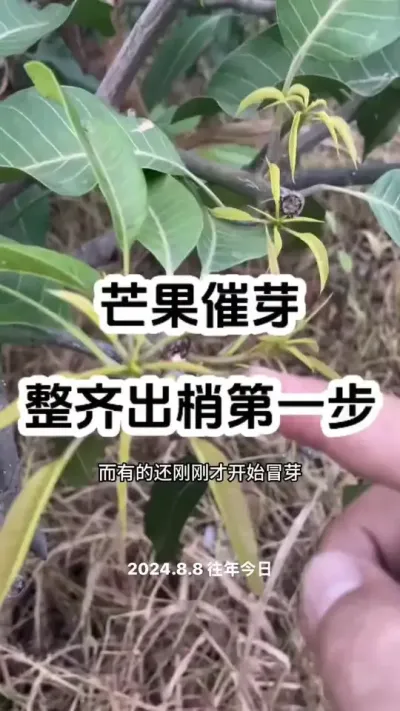 芒果催芽第一步，出芽整齐是基础 #三农种植技术 #芒果种植#果树管理