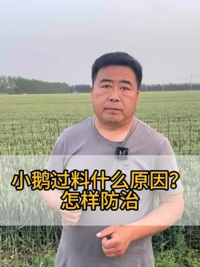 #三农 #技术分享 #科学养鹅