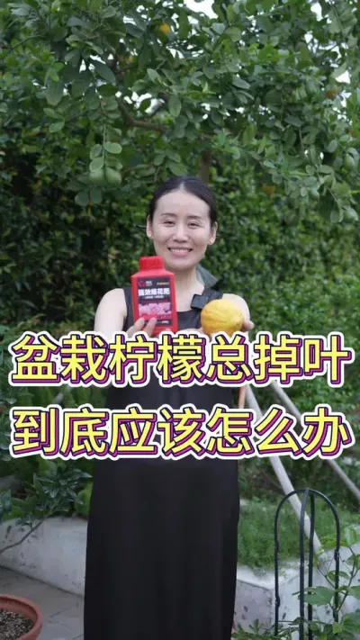 盆栽柠檬树总掉叶，到底应该怎么办？#柠檬树怎么养 #柠檬树苗 #养花人的乐趣 #养花小知识 #花卉绿植