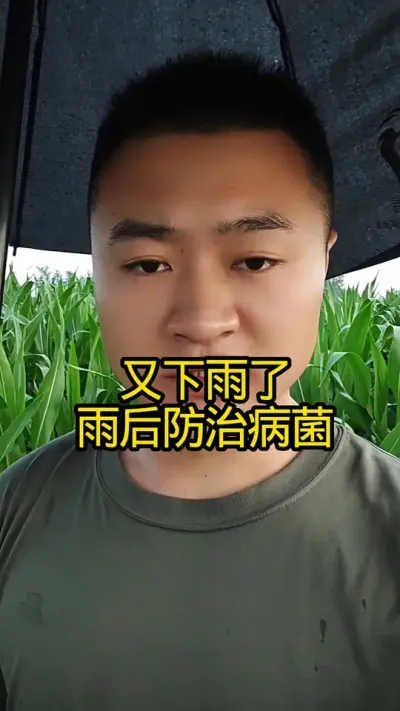 又下雨了，你们那里下雨了吗#农业种植技术 #农业种植 #抖音助农扶农 #病虫害防治#关注我每天分享农业知识