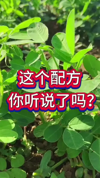 这个配方你听说过吗？#花生种植 #花生高产 #种花生 #花生种植管理技术 #花生高产种植