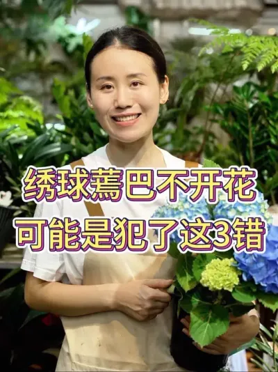 绣球蔫巴不开花，可能是犯了这3错#绣球 #绣球花 #绣球养护 #养花小知识 #花卉绿植