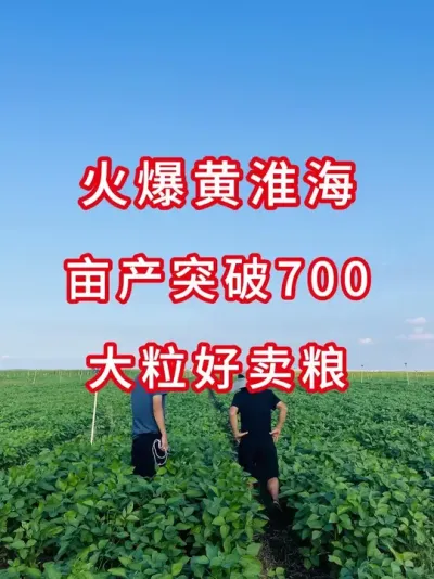 火爆江苏安徽， 产量创奇迹 #三农流量扶持计划 #抖音助农 #大豆种植 #农业种植 #产量特别高