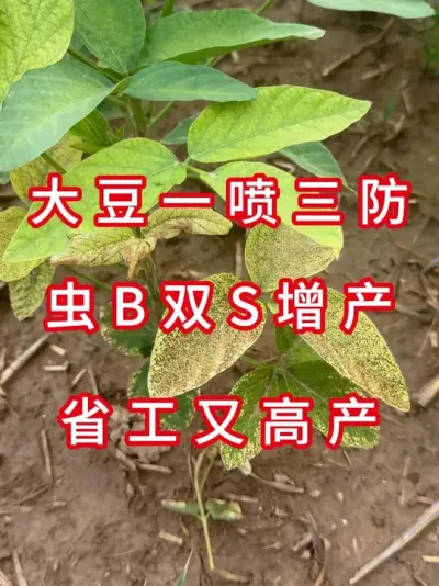 根腐病虫害绕道走 #三农流量扶持计划 #大豆种植 #抖音助农 #农业种植 #农业植保知识分享