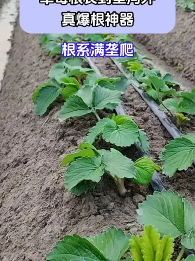 草莓根长到垄沟外真爆根神器 @巨大星—龙灯膨果翟工 @巨大星-龙灯水溶肥源头厂家 @龙灯巨大星-膨果肥源头工厂 #种植小技巧 #草莓种植 #巨大星棒福根菌剂 #生根杀菌二合一 #生根快就用巨大星